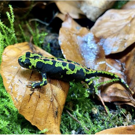 Marbled Newt