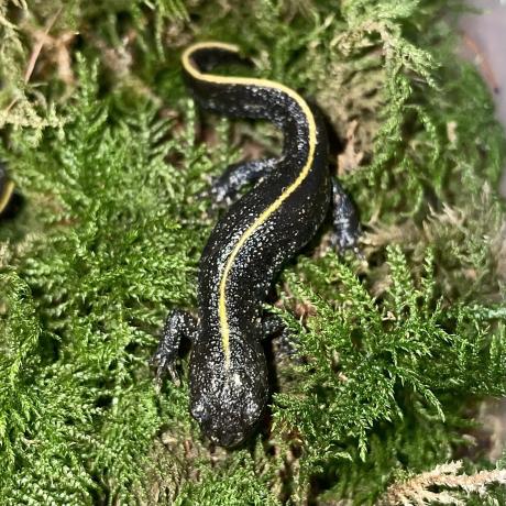 Italian Crested Newt