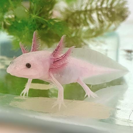 Axolotl