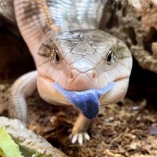 Blue Tongue Skink (Various)