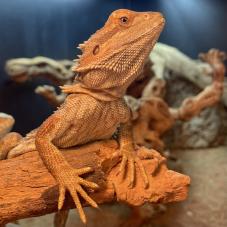 Bearded Dragon (Pogona vitticeps)