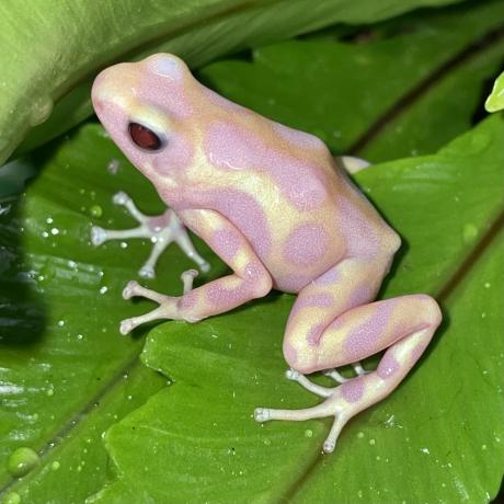 Green and Black Poison Dart Frogs