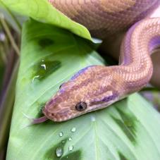 Columbian Rainbow Boa (Epicrates cenchria maurus)