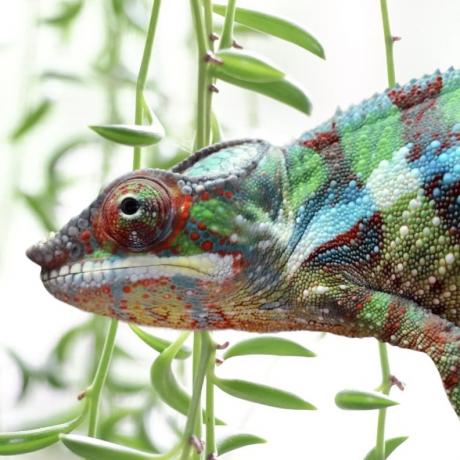 Panther Chameleon