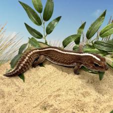 African Fat-Tailed Gecko (Hemitheconyx caudicinctus)