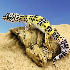 Leopard Gecko