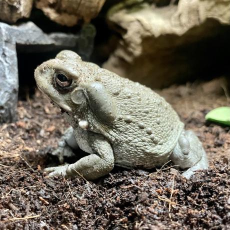 Colorado River Toad