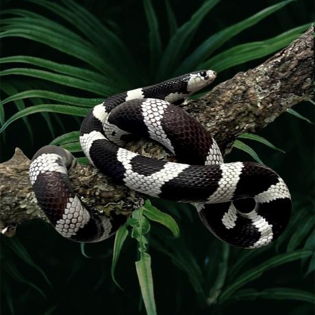 Californian King Snake