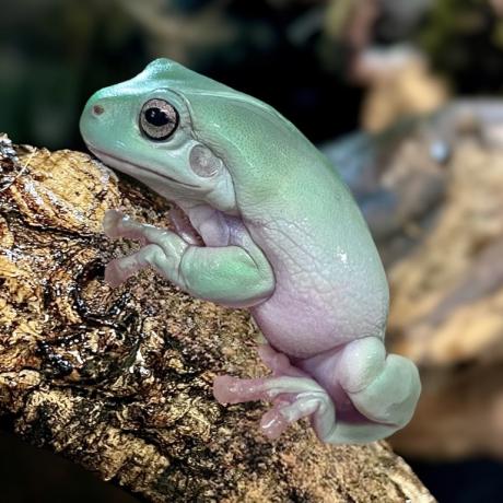 Whites Tree Frog