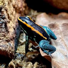 Golfodulcean Poison Dart Frog (Phyllobates vittatus)