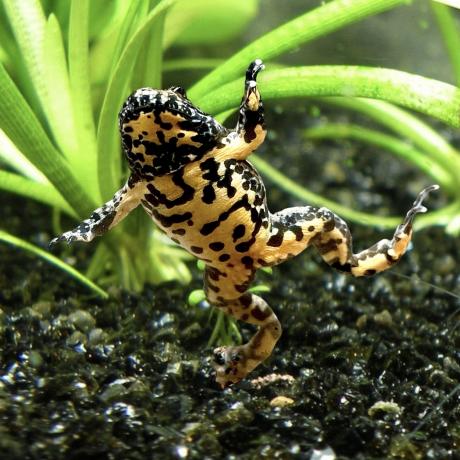 Yellow Bellied Toad