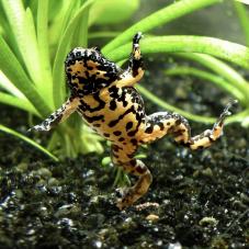 Yellow Bellied Toad (Bombina variegata)