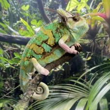 Yemen Chameleon (Chamaeleo calyptratus)