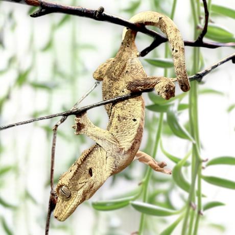 Crested Gecko