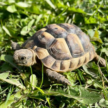 Mediterranean Spur-Thighed Tortoise