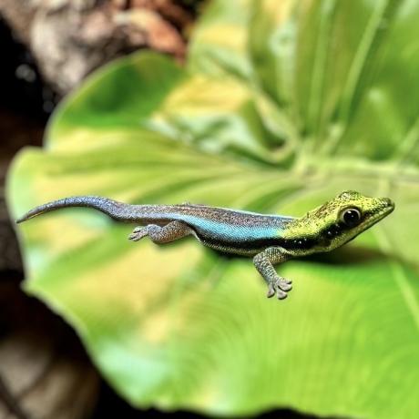 Neon Day Gecko