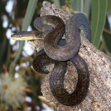 Macklots Python (Liasis mackloti)