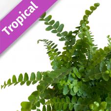 Lemon Button Fern (Nephrolepis cordifolia duffii)