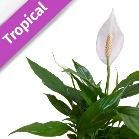 Peace Lily