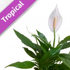 Peace Lily (Spathiphyllum sp.)