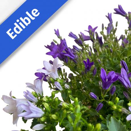 Dalmatian Bellflower