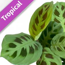 Prayer Plant (Maranta leuconeura)