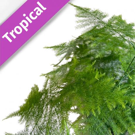 Asparagus Fern