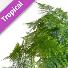 Asparagus Fern (Asparagus setaceus)