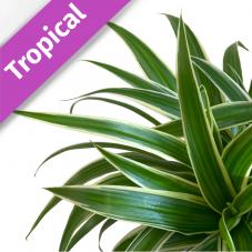 Spider Plant (Chlorophytum comosum)