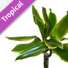 Corn Plant (Dracaena fragrans)