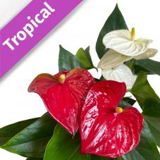 Anthurium Plant (Anthurium andraeanum)