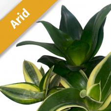 Birds Nest Snake Plant (Sansevieria trifasciata)