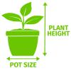 Corn Plant - Dracaena fragrans Mixed - 11cm Pot/45cm Height
