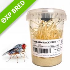 Live Flightless Fruit Fly Cultures (Drosophila sp.)