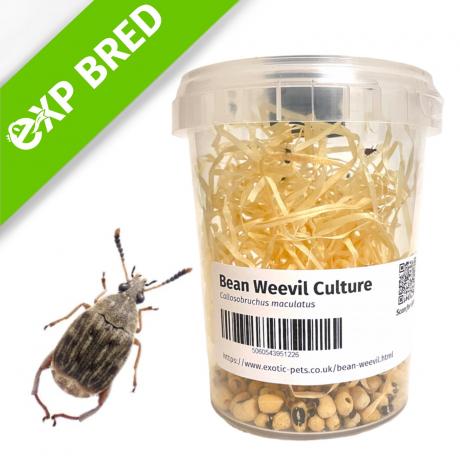 Live Bean Weevil Cultures