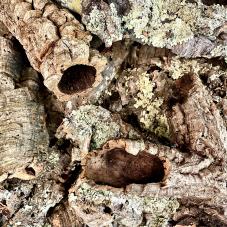 Cork Bark