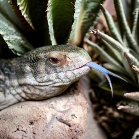 Bosc Monitor