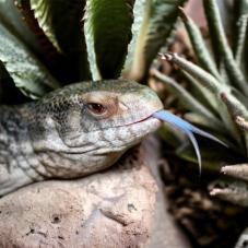 Bosc Monitor (Varanus exanthematicus)