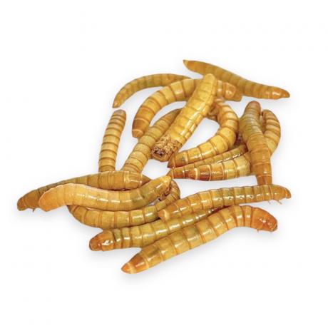 Live Mealworms