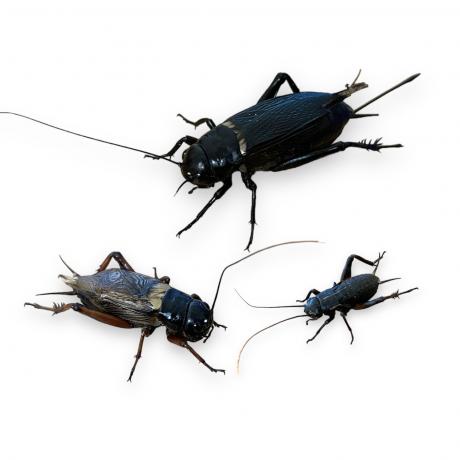 Live Black Crickets