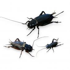 Live Black Crickets (Gryllus bimaculatus)