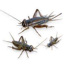 Live House Brown Crickets (Acheta domesticus)