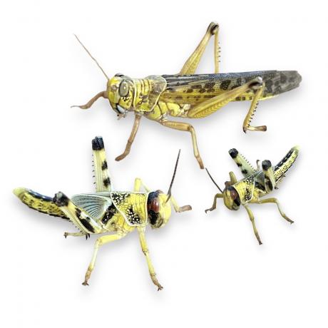 Live Locusts or Hoppers