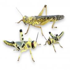 Live Locusts or Hoppers (Schistocerca gregaria)