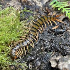 African Giant Centipede