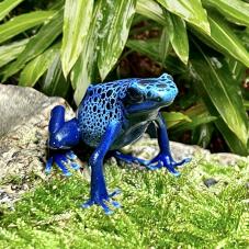 Blue Poison Dart Frog (Dendrobates tinctorius azureus)