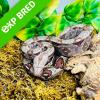 Common Boa Constrictor - Normal (CB22) MALE No.15