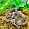 Brooks King Snake - Normal ph red hypo (CB22) Hatchling FEMALE No.2