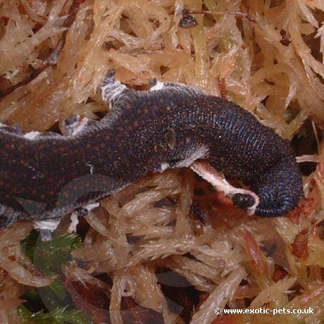 Velvet Worm shedding skin