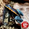 Golfodulcean Poison Dart Frog - (CB22) Sub/Adult 2-3cm